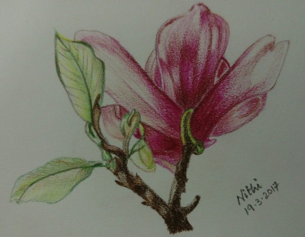 Pencil Coloring of Flower - DesiPainters.com