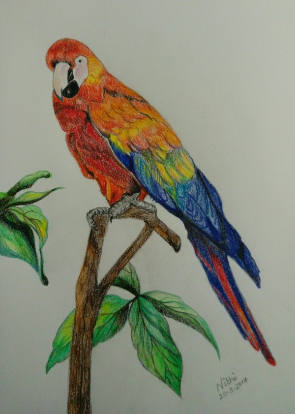 Pencil Coloring of Parrot - DesiPainters.com