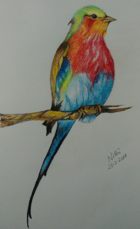 Pencil Color Art of Bird - DesiPainters.com