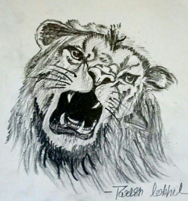 Pencil Sketch of A Hungry Lion - DesiPainters.com