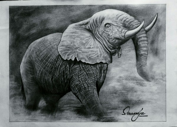 Pencil Sketch of Elephant - DesiPainters.com