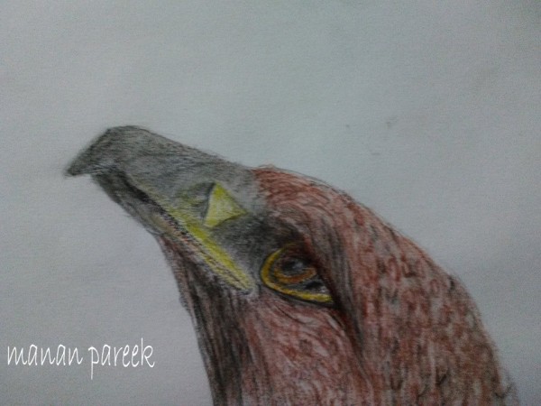 Pencil Color Drawing of Eagle's Head