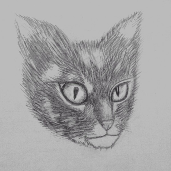 Pencil Sketch of Cat - DesiPainters.com