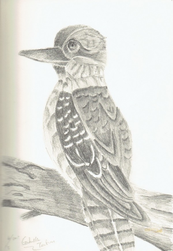 Pencil Sketch of Bird - DesiPainters.com