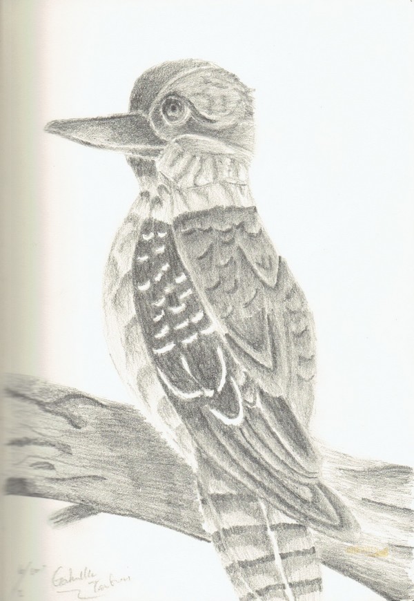 Pencil Sketch of Bird