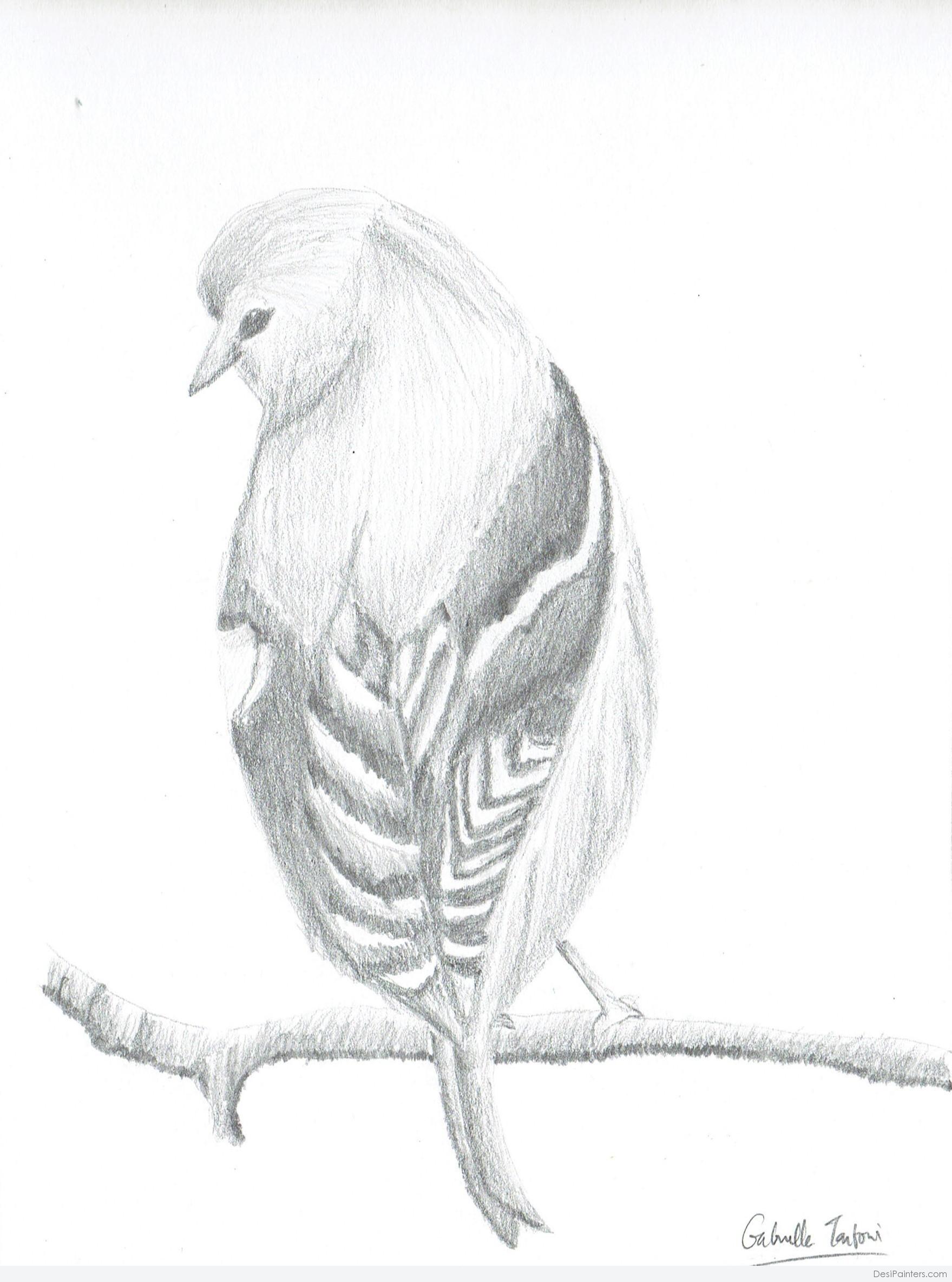 Bird Pencil Sketch by SubjectMatters on DeviantArt