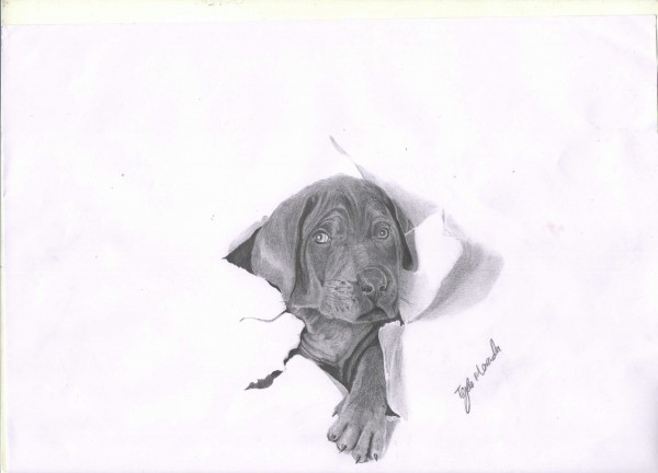 Pencil Sketch Of Cute Dog