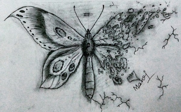 Beautiful Pencil Sketch Of Butterfly - DesiPainters.com