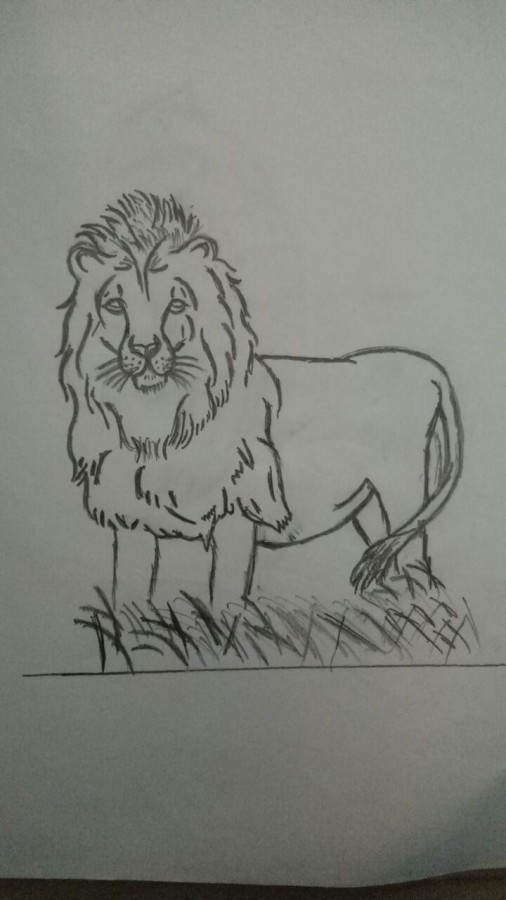 Pencil Sketch Of Lion