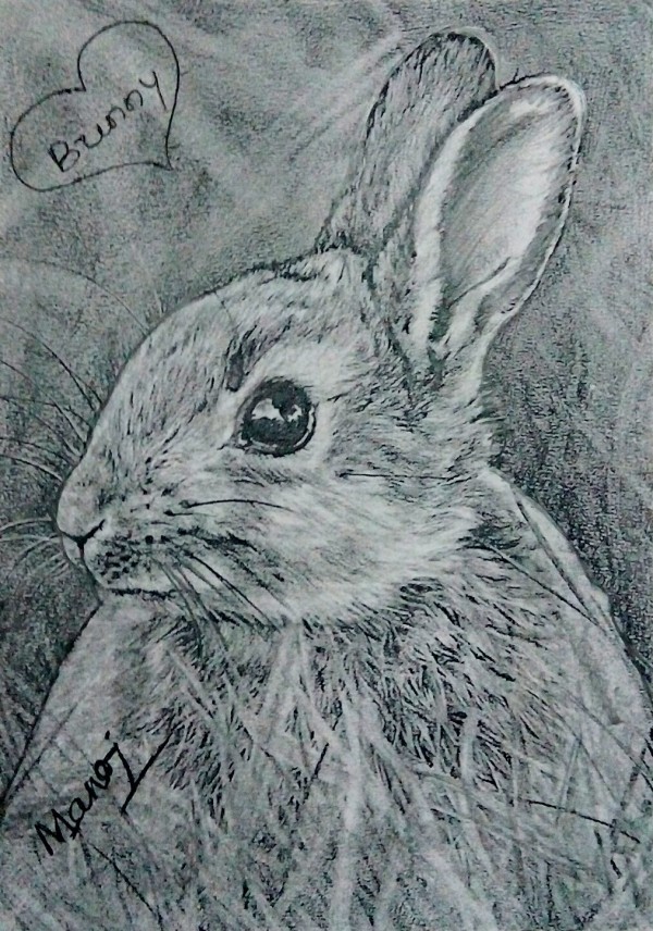 Classic Pencil Sketch Of Bunny - DesiPainters.com