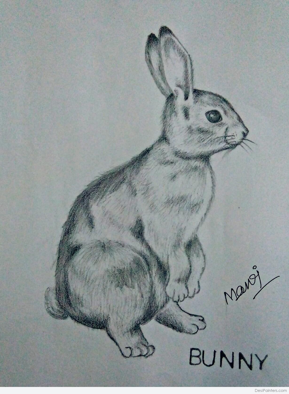 Premium Vector | Pencil sketch of rabbit