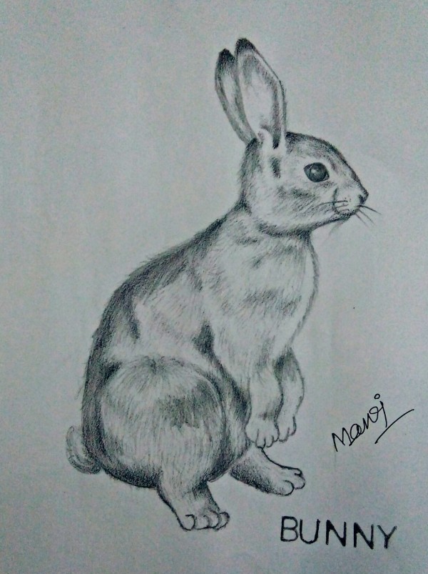 Wonderful Pencil Sketch Of Bunny - DesiPainters.com