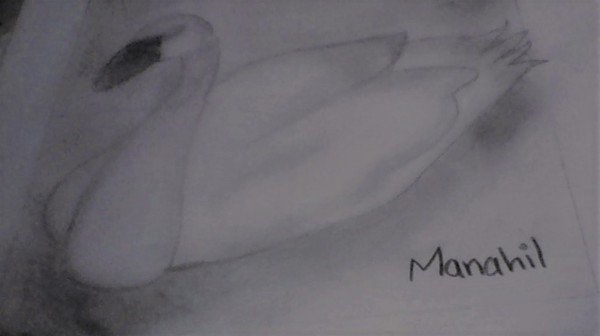 Pencil Sketch Of Beautiful Swan - DesiPainters.com