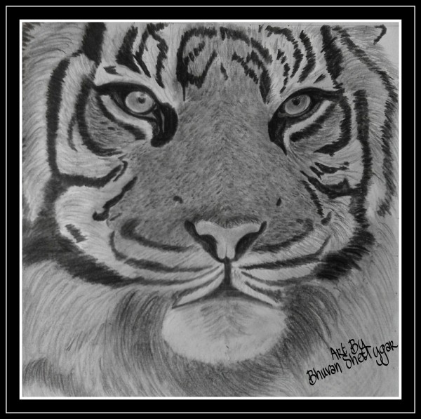 Beautiful Pencil Sketch Of Tiger - DesiPainters.com