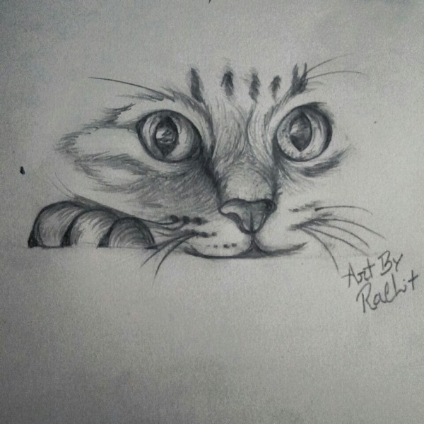 Pencil Sketch Of Cute Cat - DesiPainters.com