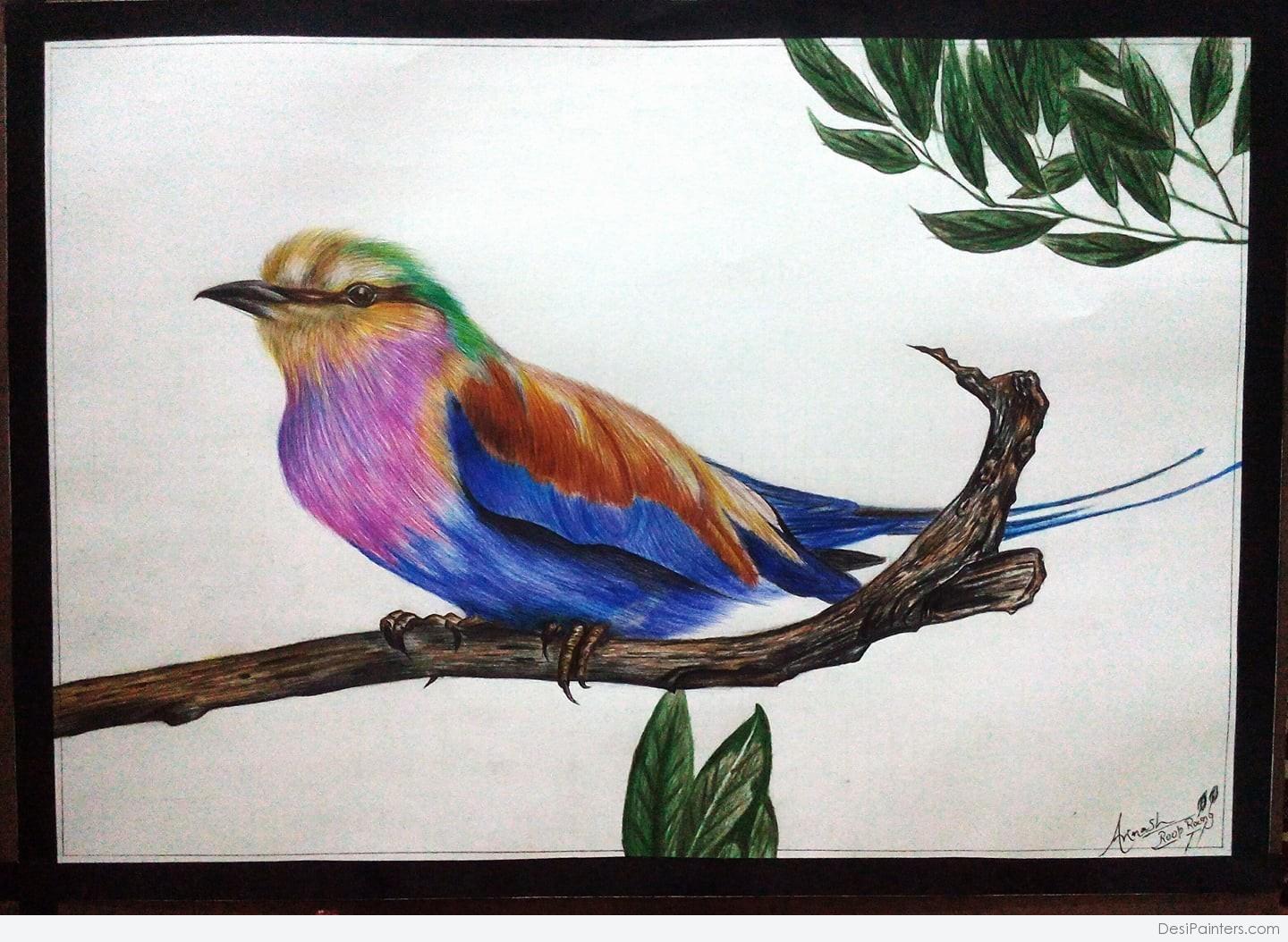 Color Pencil Sketch Of Beautiful Bird