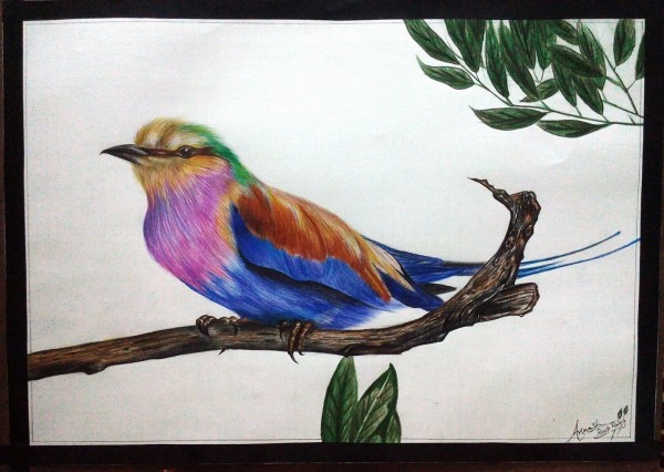 Color Pencil Sketch Of Beautiful Bird - DesiPainters.com