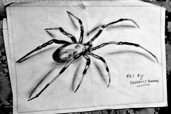 3D Pencil Sketch Of Spider - DesiPainters.com