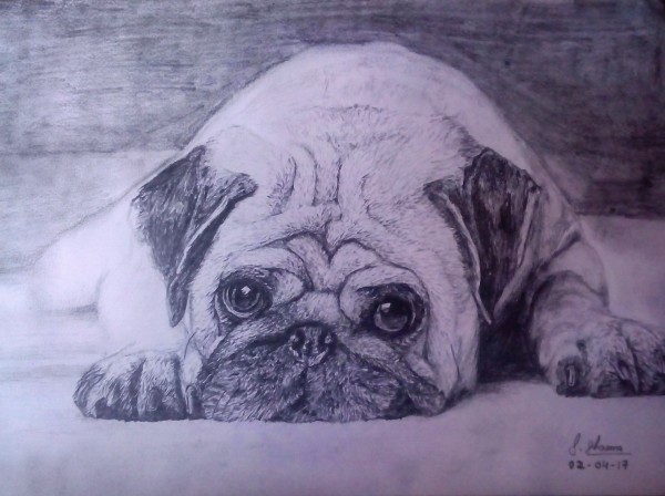 Cool Pencil Sketch Of Pug - DesiPainters.com