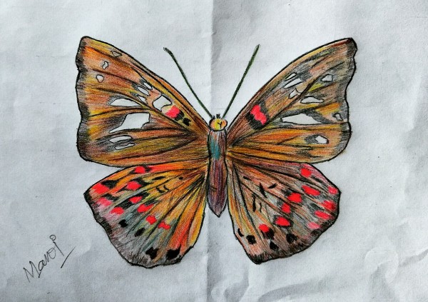 Pencil Color Of Beautiful Butterfly - DesiPainters.com