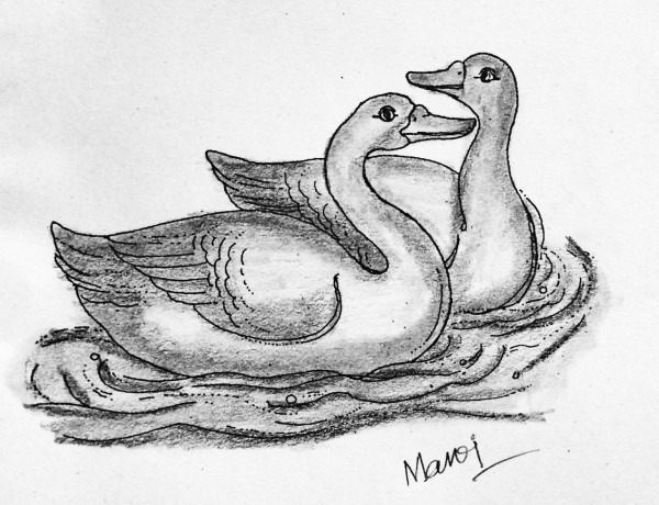 Wonderful Pencil Sketch Of Ducks