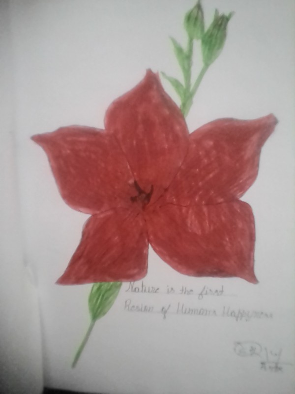 Watercolor Painting Of Red Flower
