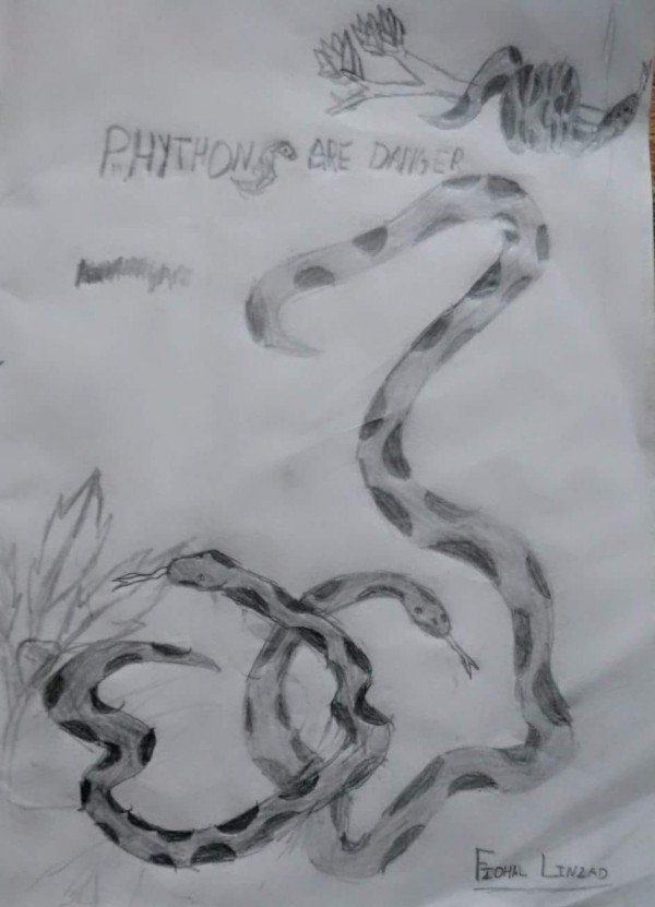 Pencil Sketch Of Pythons - DesiPainters.com