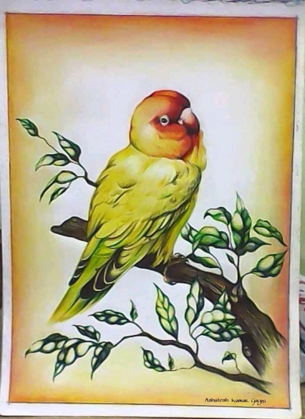 Amazing Pencil Color Of Child Parrot