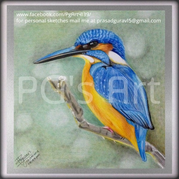 Beautiful Pencil Color Of Kingfisher - DesiPainters.com