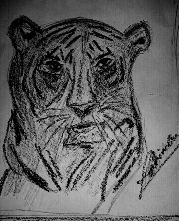 Pencil Sketch Of Royal Bengal Tiger - DesiPainters.com