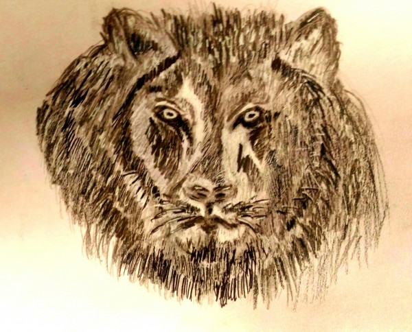 Wonderful Pencil Sketch Of Lion - DesiPainters.com