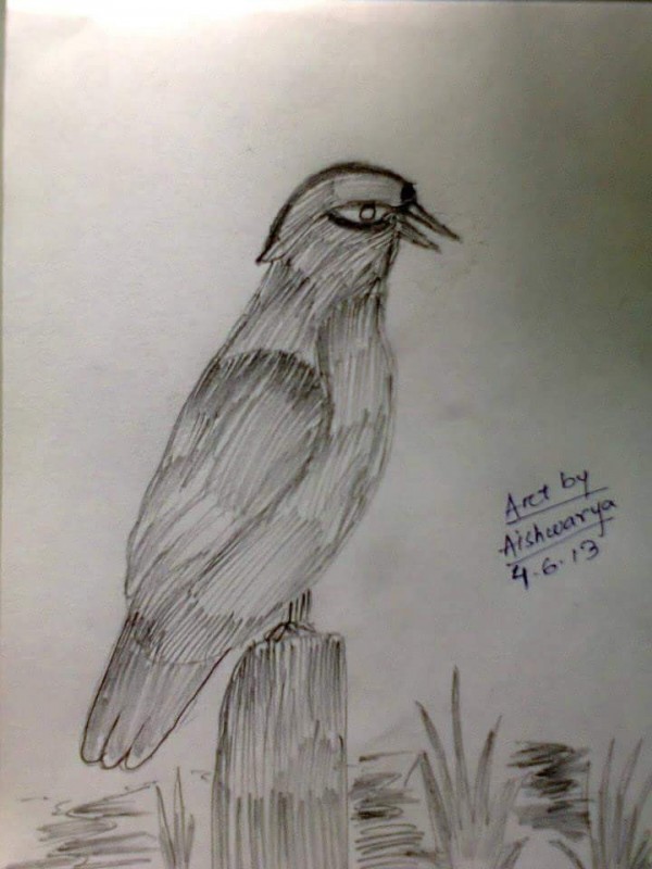 Fantastic Pencil Sketch Of Bird - DesiPainters.com