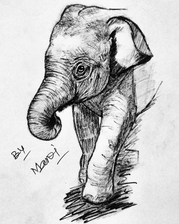 Great Pencil Sketch Of Elephant - DesiPainters.com