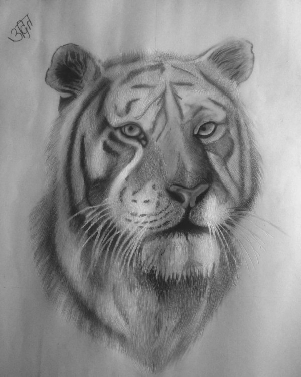 Fantastic Pencil Sketch Of Tiger - DesiPainters.com