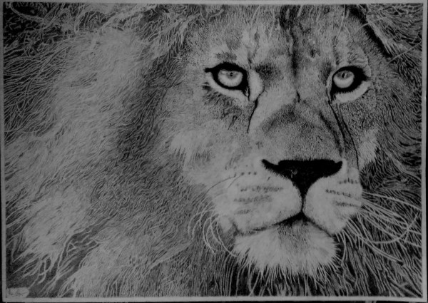 Perfect Pencil Sketch Of Staring Lion - DesiPainters.com