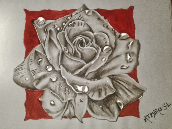 Wonderful Pencil Sketch Of Rose Flower - DesiPainters.com