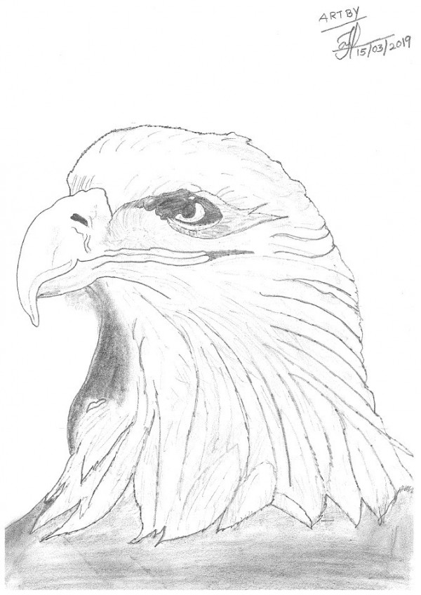 Fantastic Of Pencil Sketch Eagle - DesiPainters.com