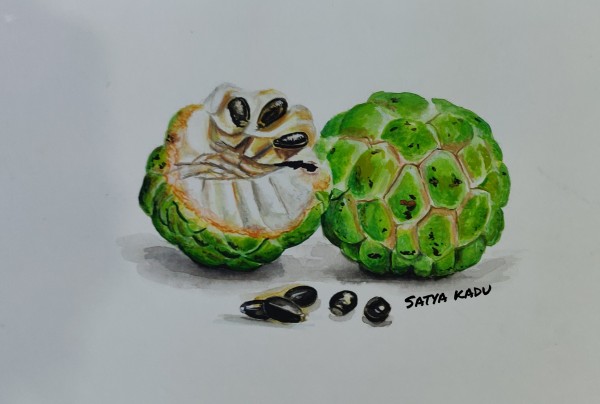 Wonderful Watercolor Painting Of Custard Apple - DesiPainters.com