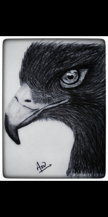 Great Pencil Sketch Of Realistic Eagle - DesiPainters.com