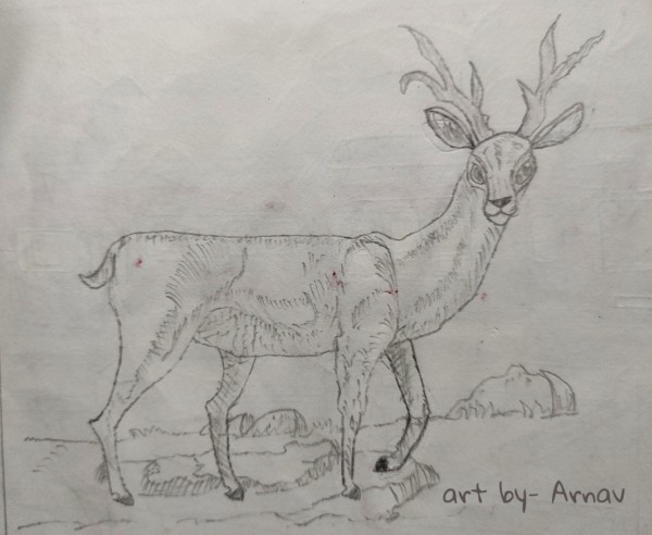 Pencil Sketch Of A Deer - DesiPainters.com