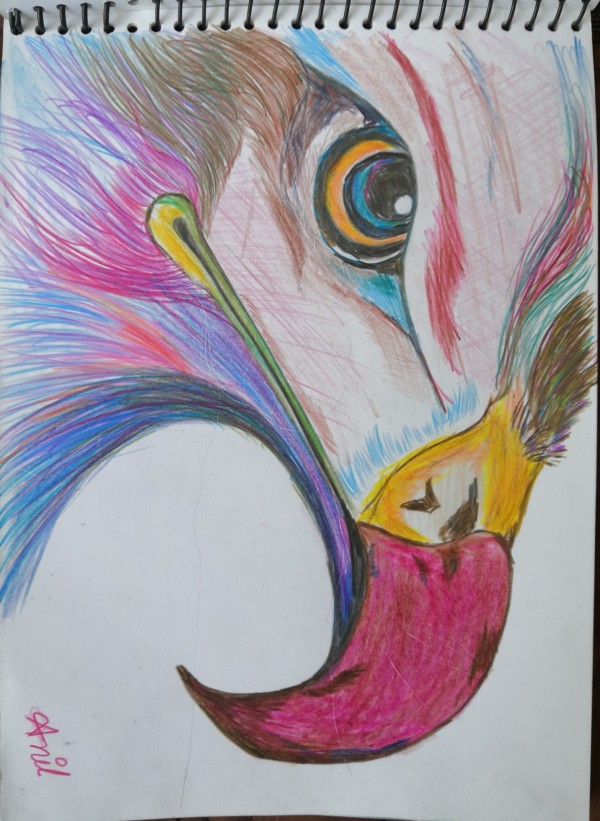 Colorful Pencil Sketch Of Eagle - DesiPainters.com