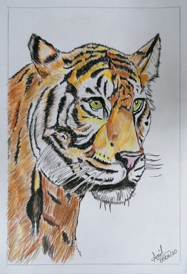 Colour pencil sketch of Tiger - DesiPainters.com