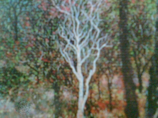 CONSERVE FOREST - DesiPainters.com