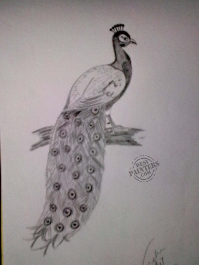 Pencil Sketch of Peacock - DesiPainters.com