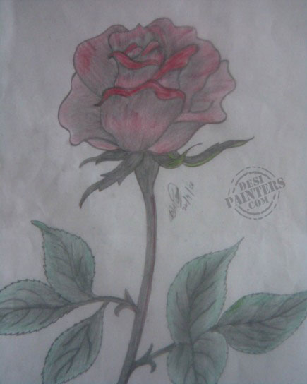 Rose