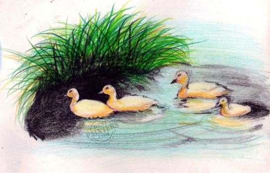 Ducks - DesiPainters.com