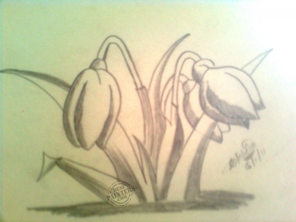 Flowers Sketch - DesiPainters.com