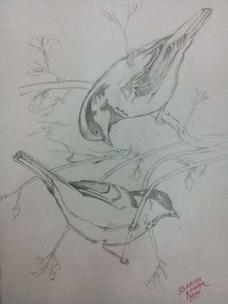 Pencil Sketch Of Birds By Barun Kumar Yadav - DesiPainters.com