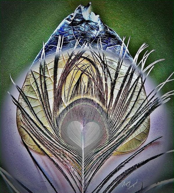 Digital Painting of Peacock Feather